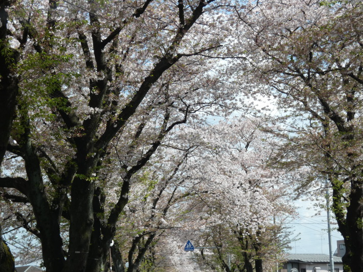 sakura  drive  /  ten_d0135801_23280975.jpg