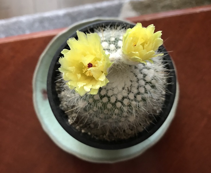 サボテンの花_c0212604_7593886.jpg