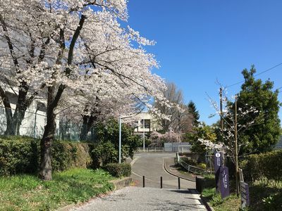 桜めぐり・・・月曜日_c0066106_19192285.jpg