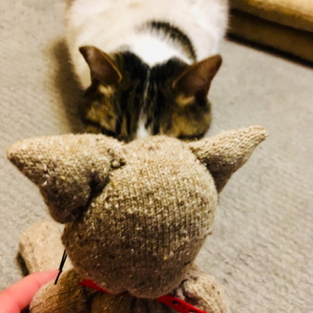 アイ猫日記 第39話 「手芸部の靴下猫」 : ブルースマンの猫 3