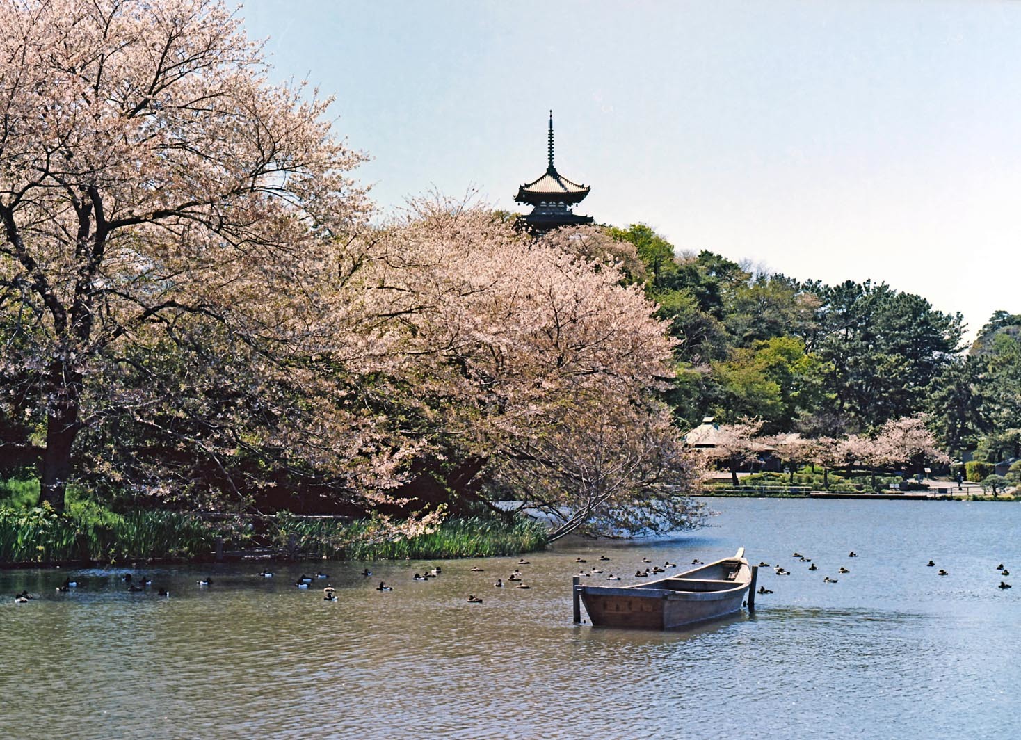 三渓園の桜_d0085413_07062098.jpg