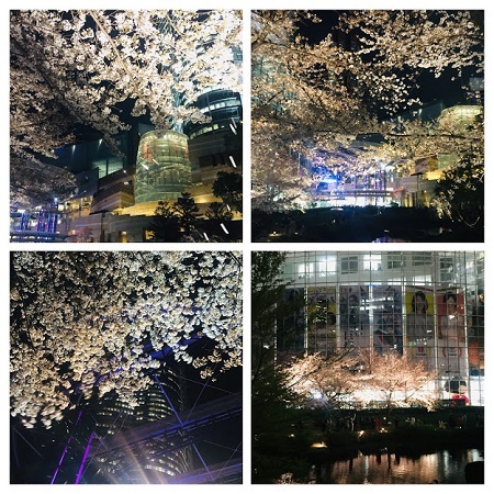 六本木ヒルズの夜桜 田園 でらいと 六本木ヒルズの夜桜 田園 でらいと