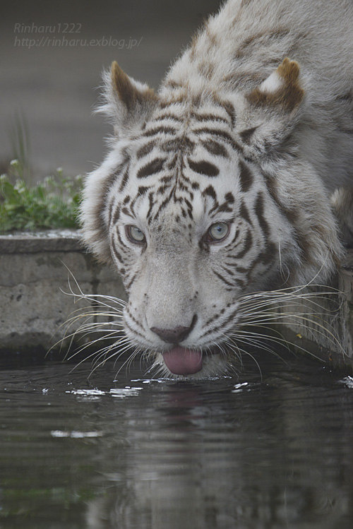 19 4 7 宇都宮動物園 ホワイトタイガーのシラナミ姫 White Tiger 青空に浮かぶ月を眺めながら 19 4 7 宇都宮動物園 ホワイトタイガーのシラナミ姫 White Tiger 青空に浮かぶ月を眺めながら