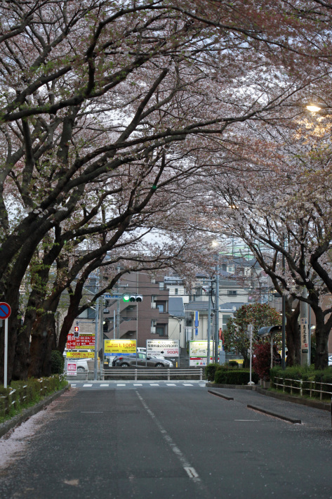 今日の高尾 女子高生サクラ散る meの写真はザンス 今日の高尾 女子高生サクラ散る meの写真はザンス