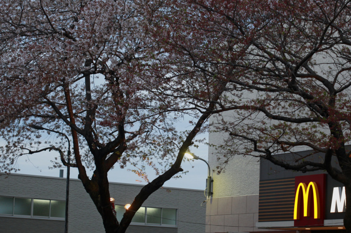 今日の高尾 女子高生サクラ散る meの写真はザンス 今日の高尾 女子高生サクラ散る meの写真はザンス
