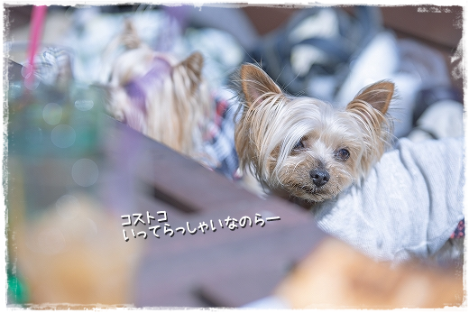 d0179828_09500751.png