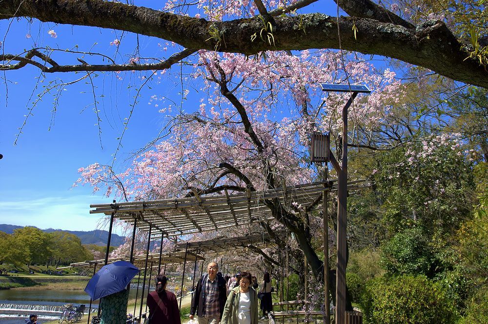 桜の季節を待ち焦がれています♪ (アーカイブス)_e0223031_13321690.jpg