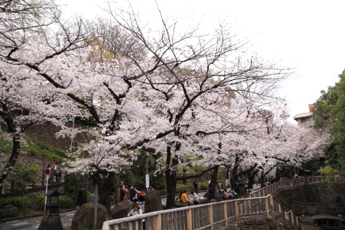 2019年桜紀行⑭音無親水公園_f0229832_09034373.jpg