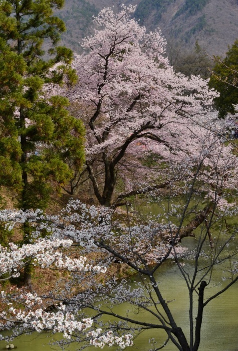 上田城跡公園_e0099737_05535785.jpg