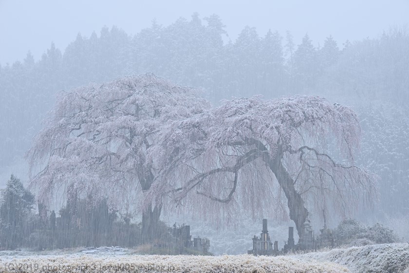 妙義 菅原のしだれ桜 1 雪_e0362037_10034718.jpg