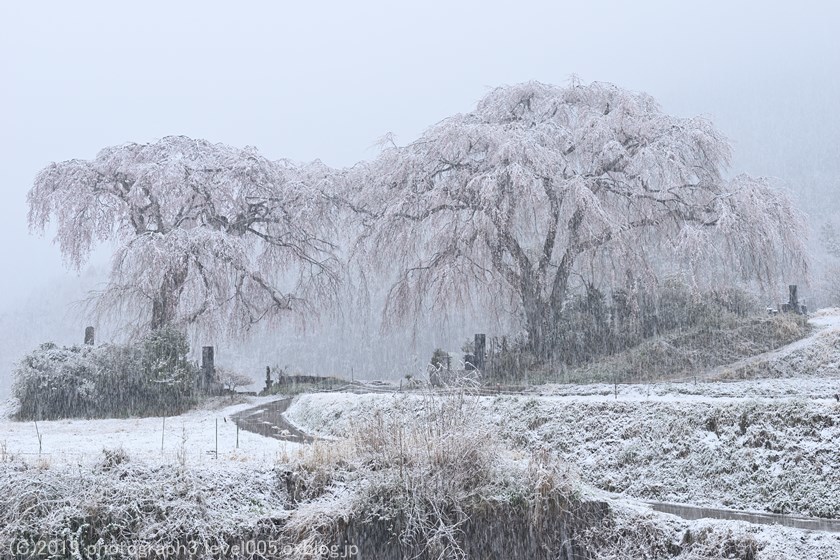 妙義 菅原のしだれ桜 1 雪_e0362037_10041221.jpg