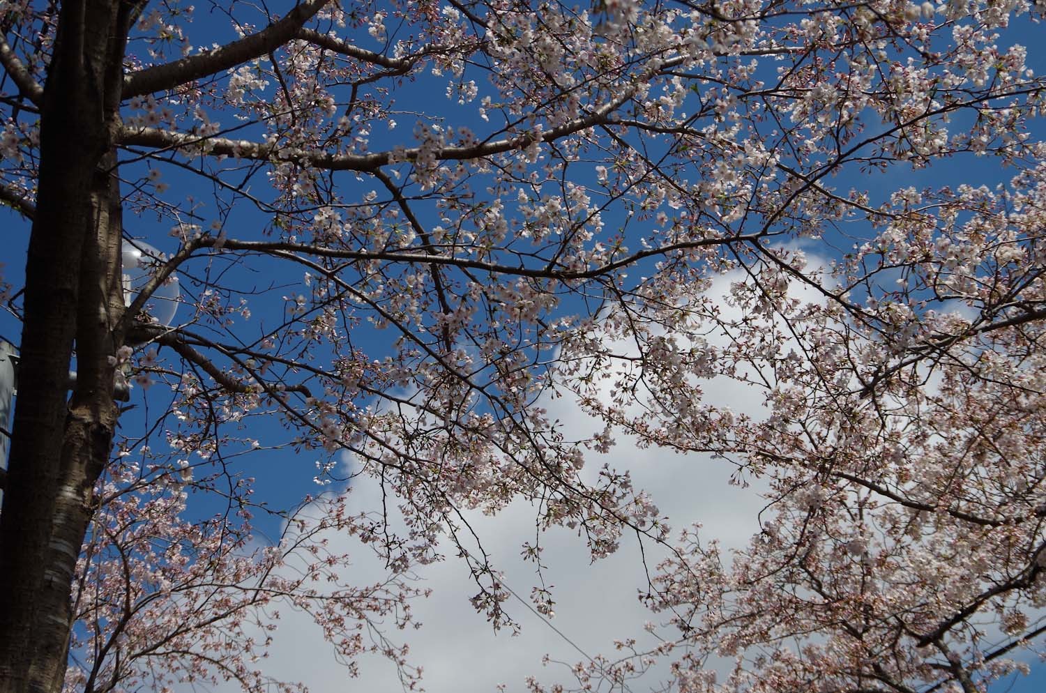 伊豆高原の桜_a0074540_20560452.jpg
