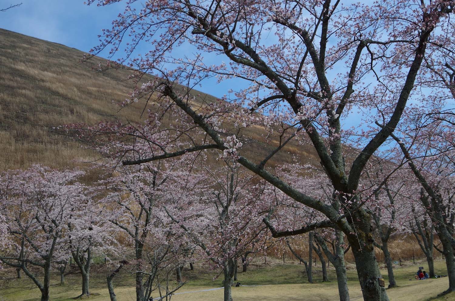 伊豆高原の桜_a0074540_21031350.jpg
