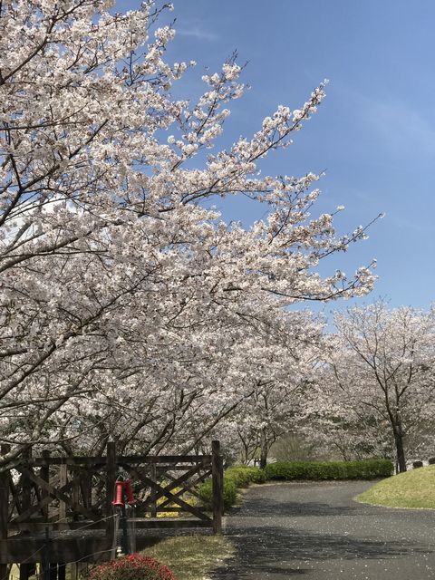近況その2_a0274443_17410633.jpeg