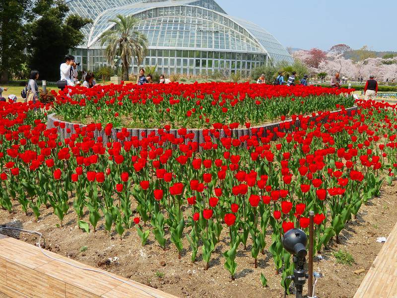 植物園のチューリップの花20190407_e0237645_23343532.jpg