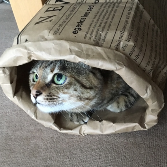 f0372445_10273707.jpeg