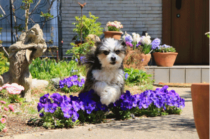 c0145250_15450507.gif