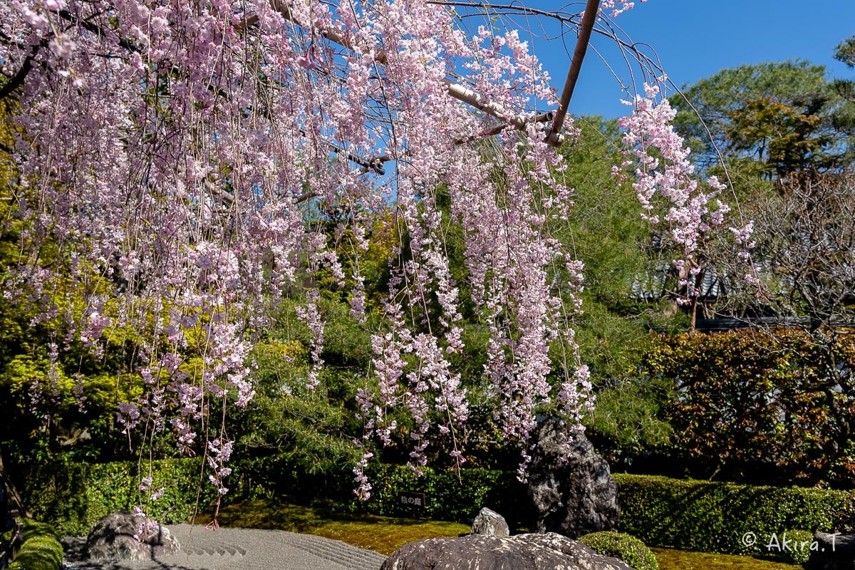 京都の桜 2019 〜5〜_f0152550_22190382.jpg