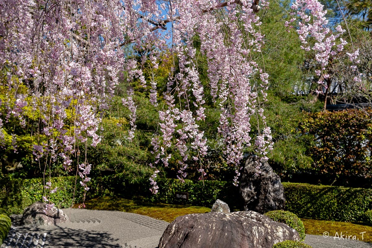 京都の桜 2019 〜5〜_f0152550_22190930.jpg