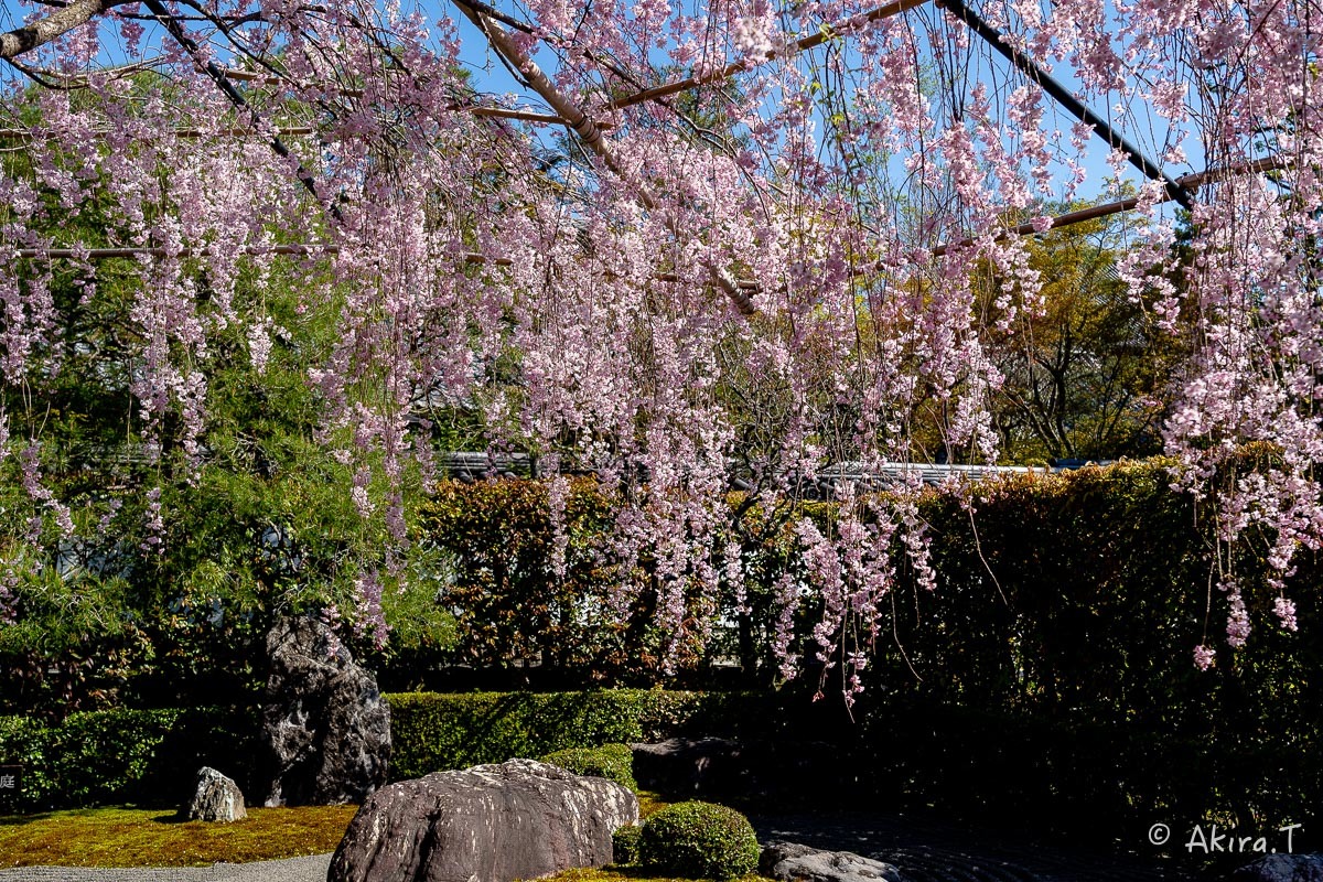 京都の桜 2019 〜5〜_f0152550_22191707.jpg