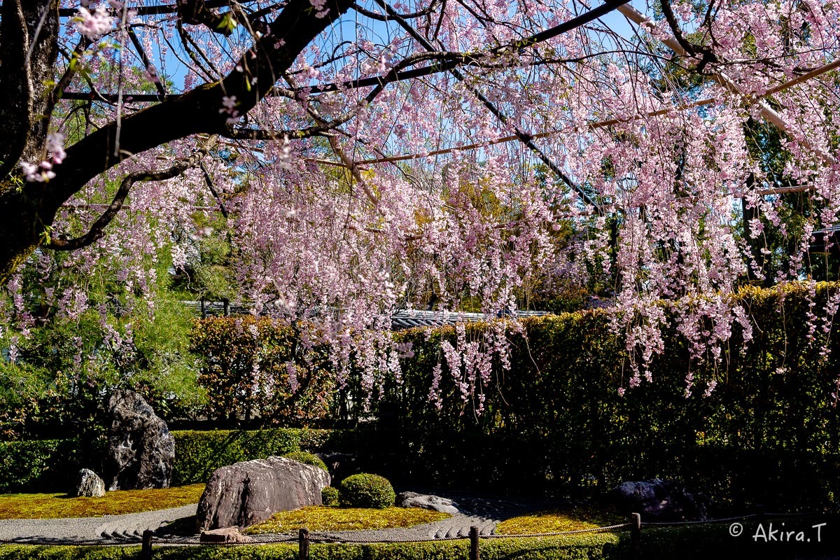 京都の桜 2019 〜5〜_f0152550_22192957.jpg