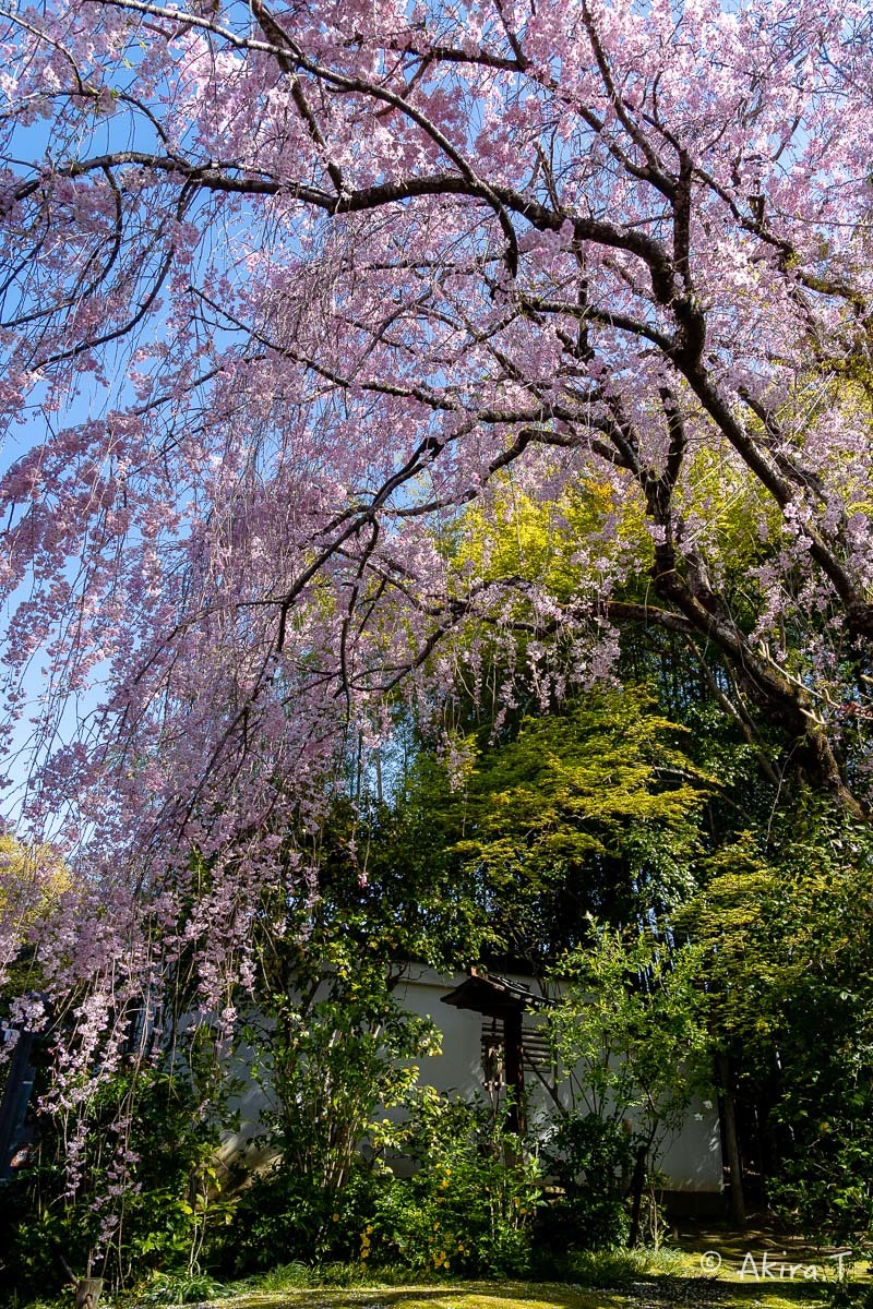 京都の桜 2019 〜5〜_f0152550_22193896.jpg