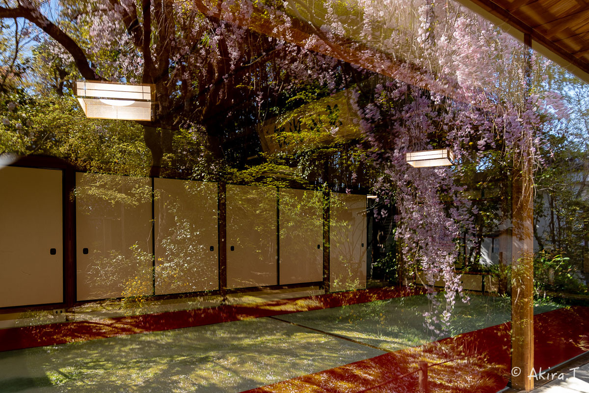 京都の桜 2019 〜5〜_f0152550_22194673.jpg