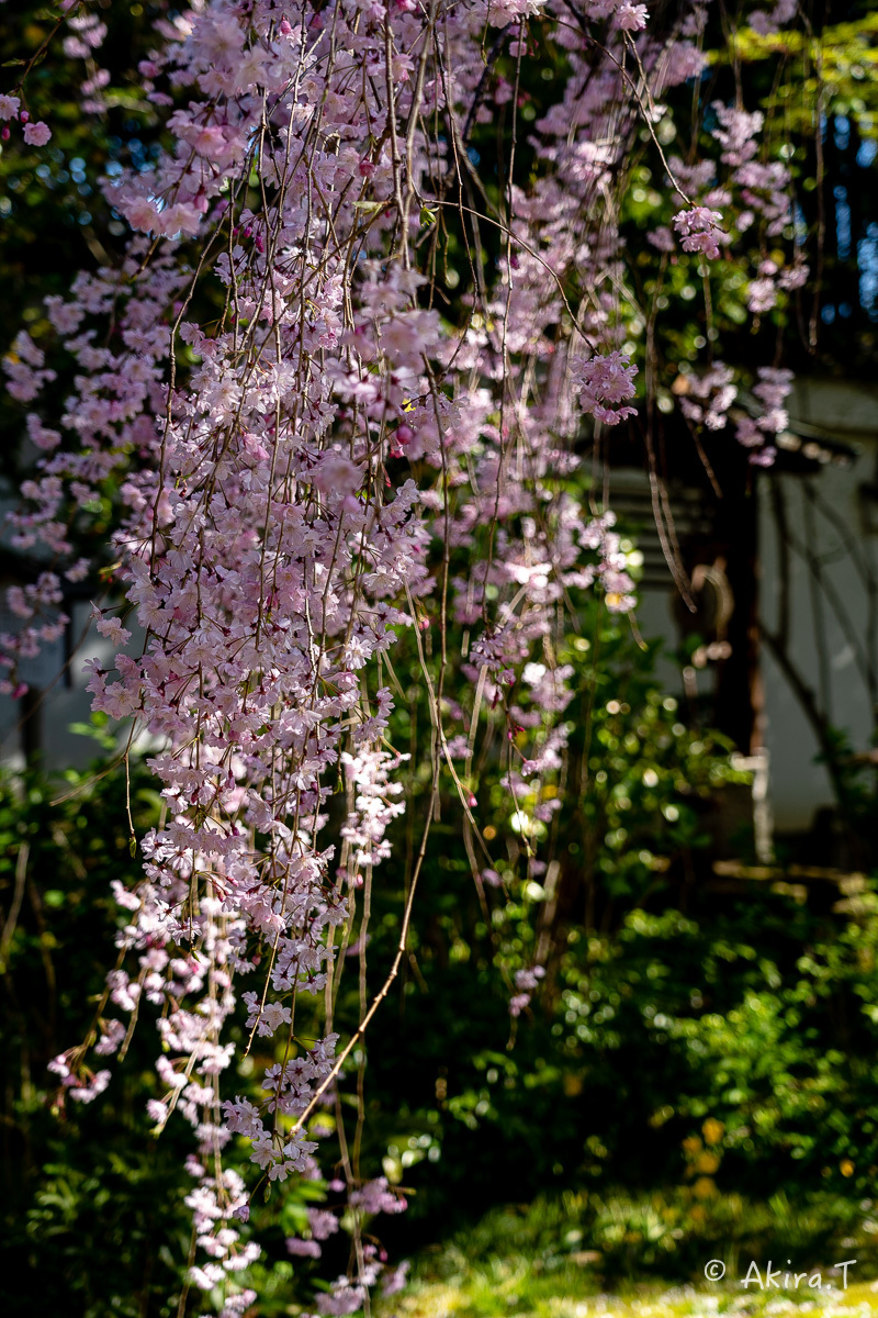 京都の桜 2019 〜5〜_f0152550_22195456.jpg