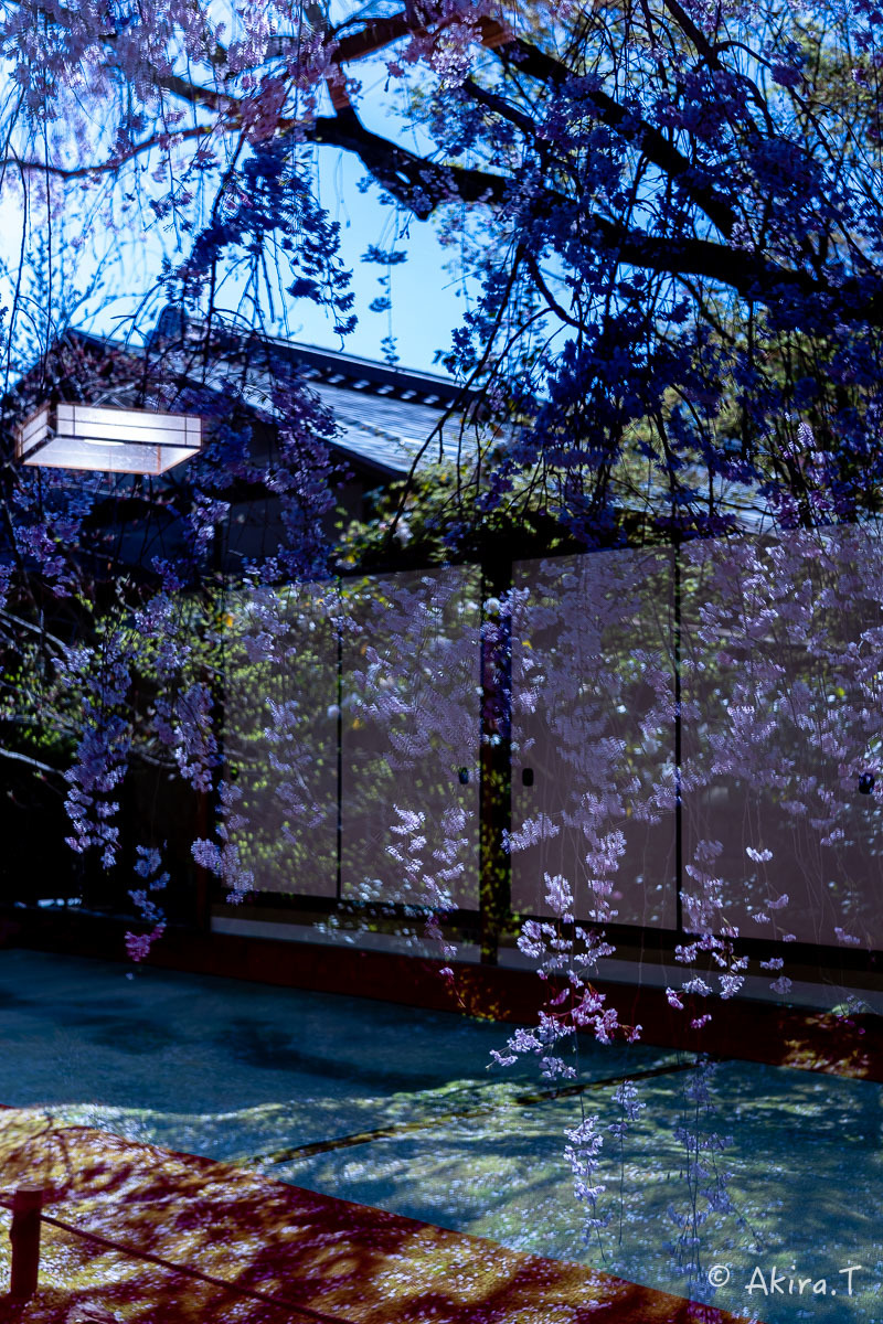 京都の桜 2019 〜5〜_f0152550_22200402.jpg