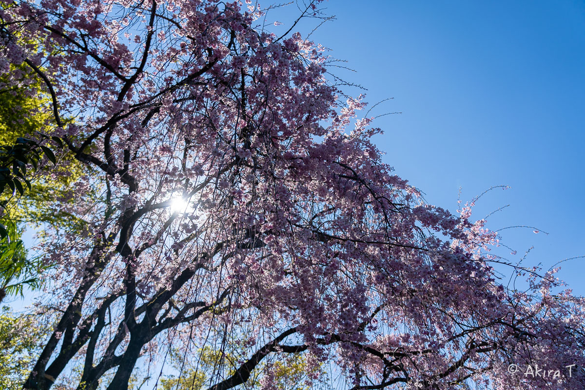 京都の桜 2019 〜5〜_f0152550_22201141.jpg