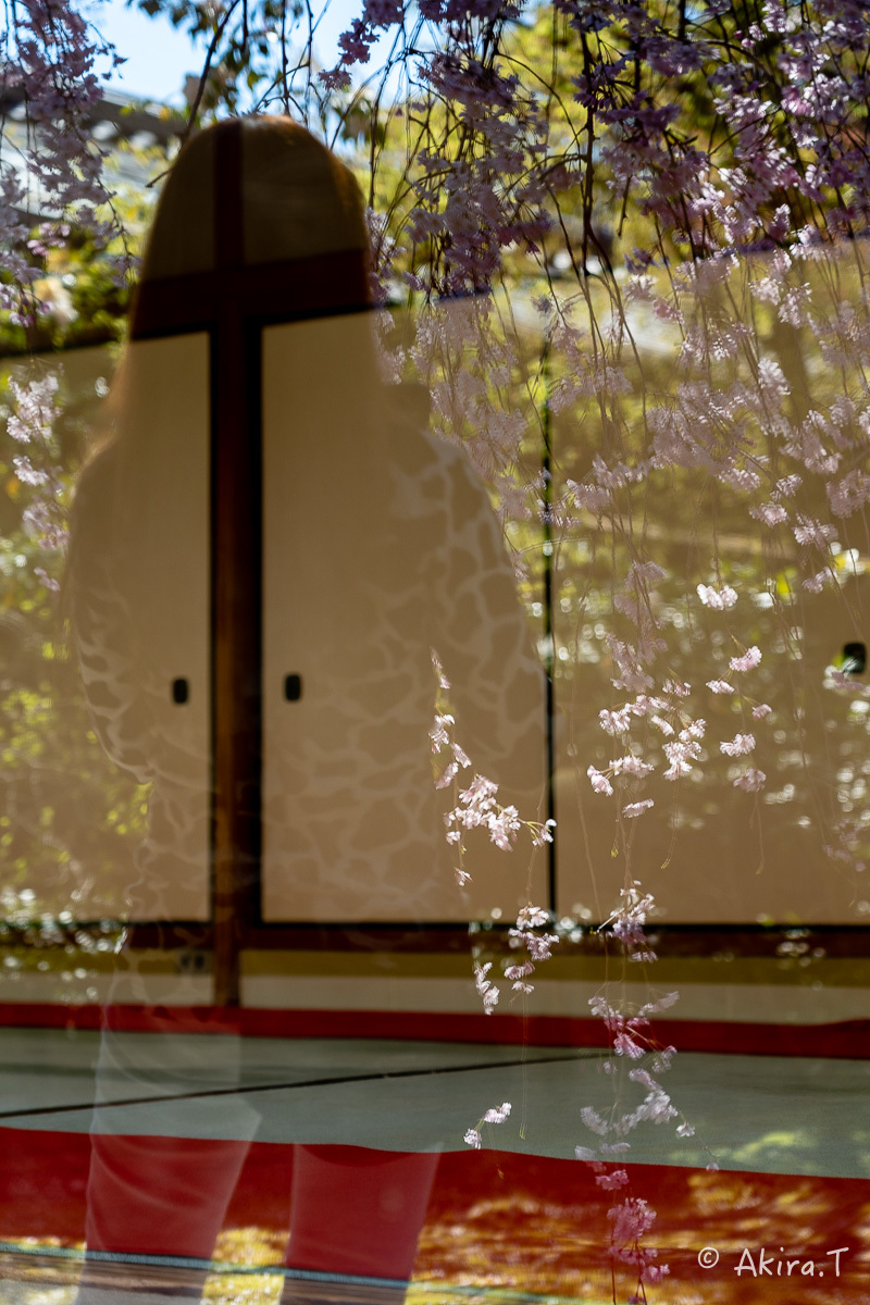 京都の桜 2019 〜5〜_f0152550_22212342.jpg