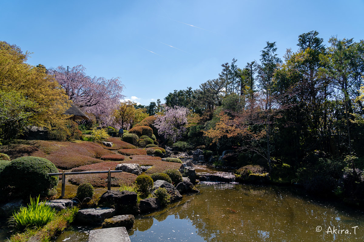 京都の桜 2019 〜5〜_f0152550_22214022.jpg