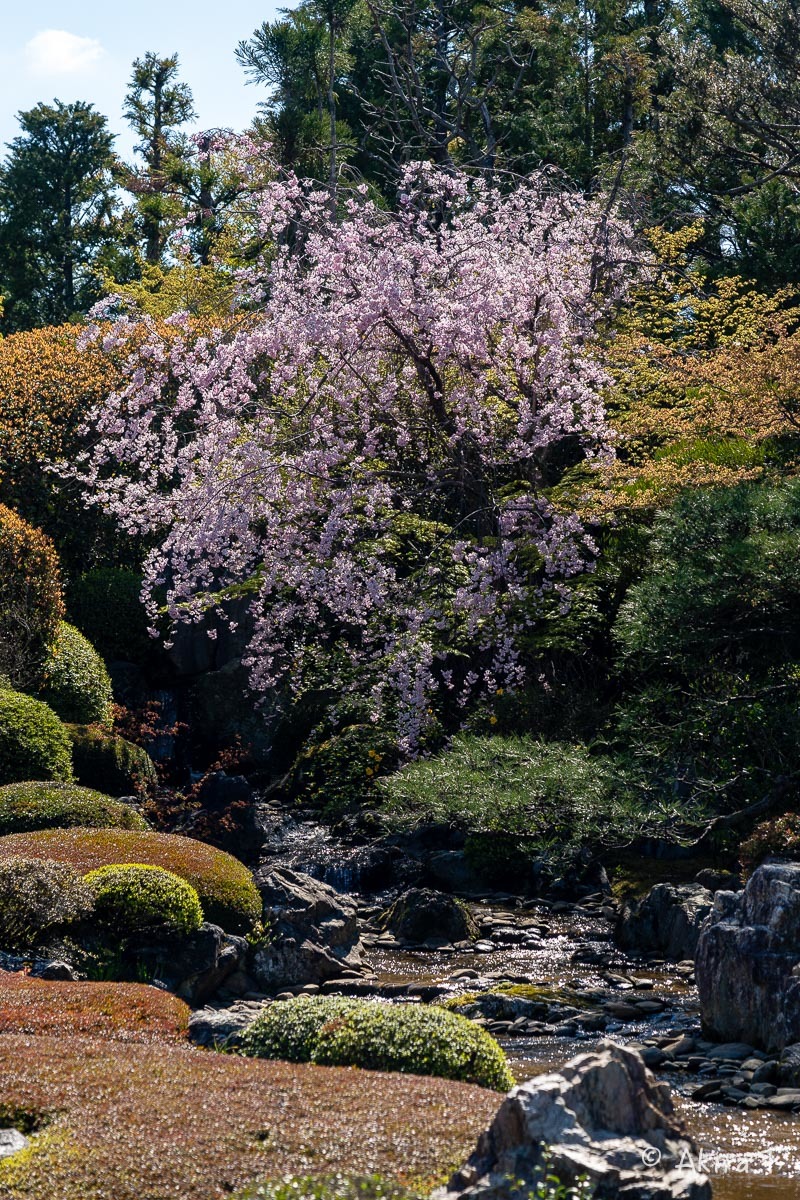 京都の桜 2019 〜5〜_f0152550_22215503.jpg