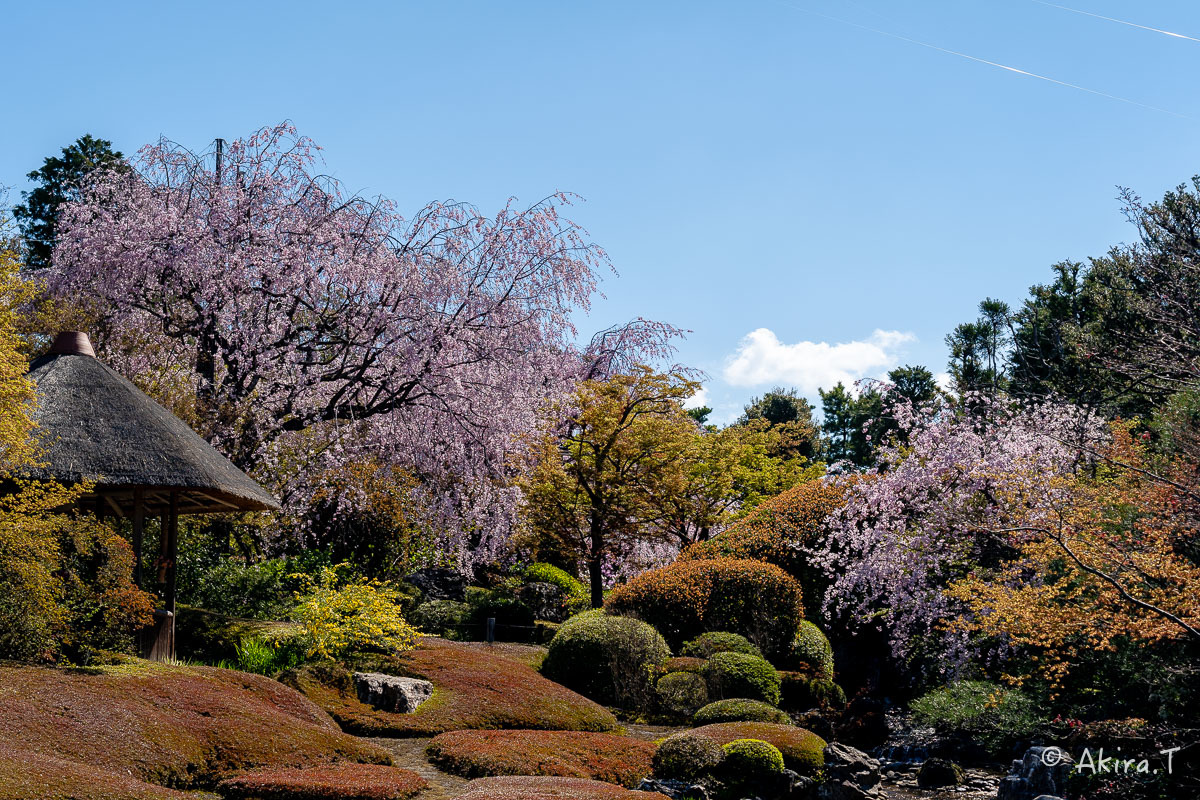 京都の桜 2019 〜5〜_f0152550_22221197.jpg