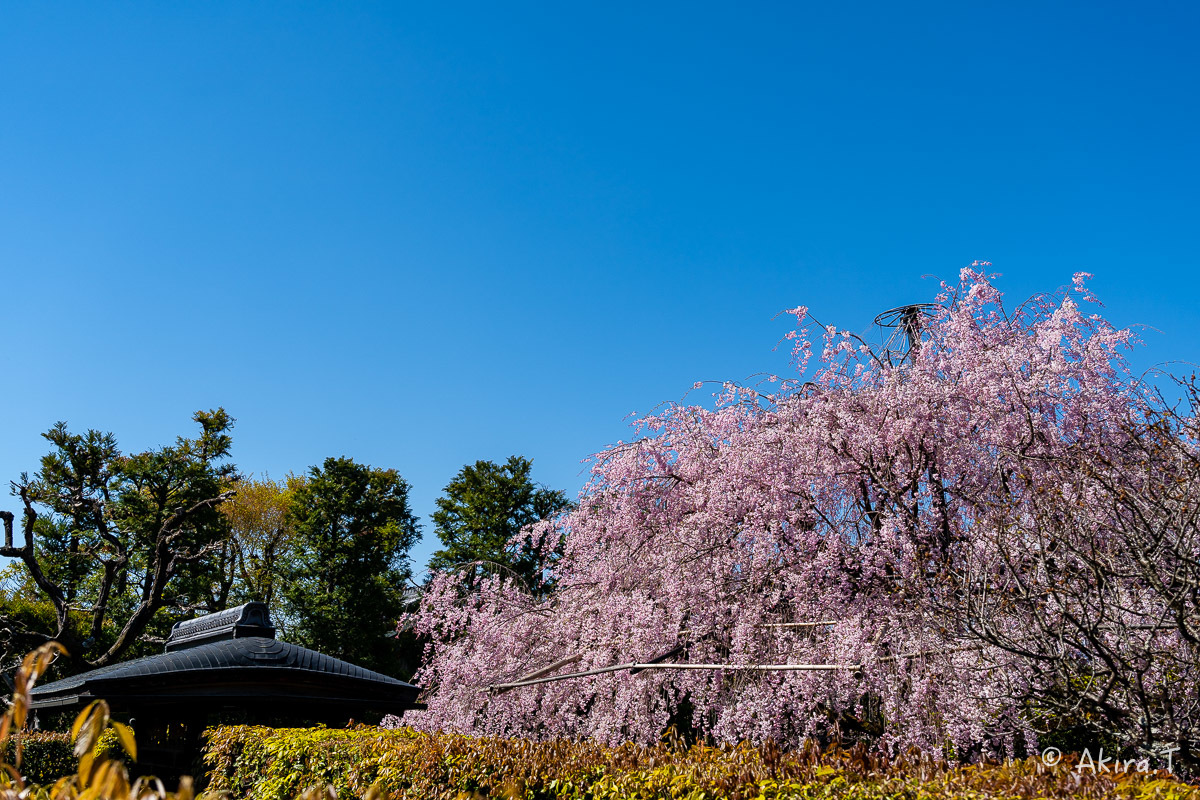 京都の桜 2019 〜5〜_f0152550_22222717.jpg