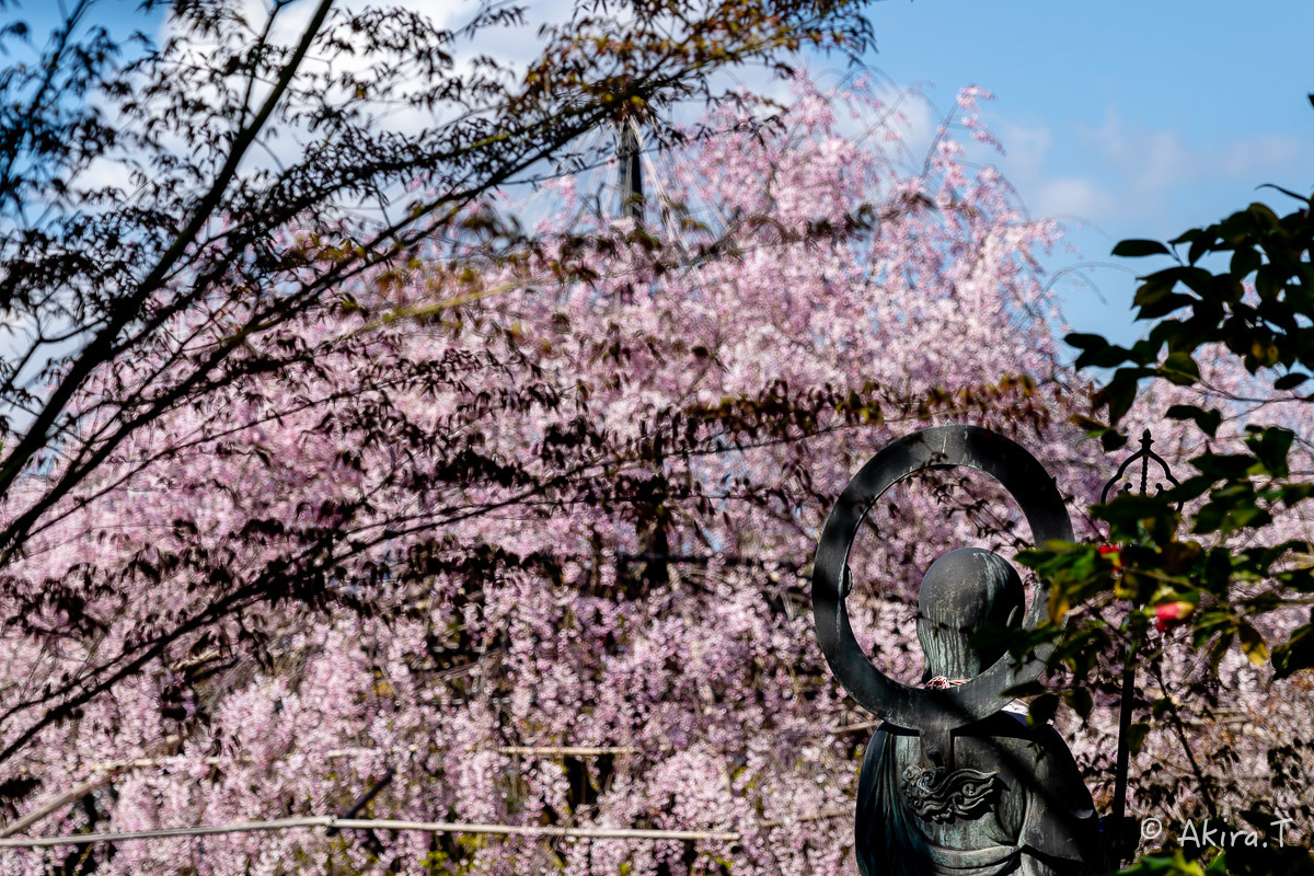 京都の桜 2019 〜5〜_f0152550_22224381.jpg