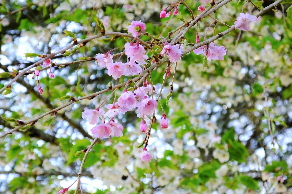 白い桜と紅枝垂れ_b0236251_11200972.jpg