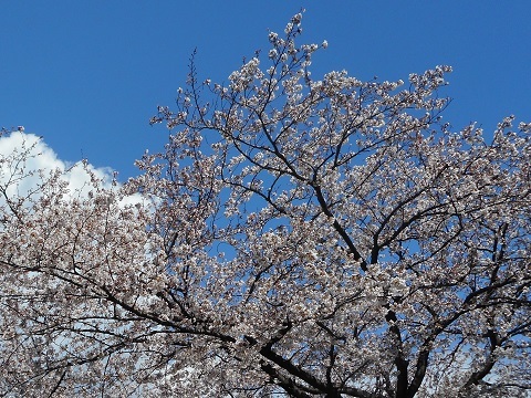 2019年の「花見」(1)_f0197754_01414610.jpg