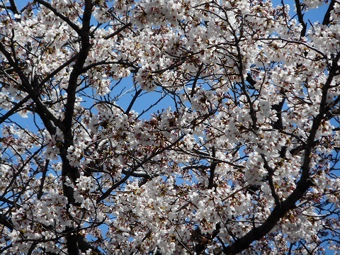 2019年の「花見」(1)_f0197754_01415087.jpg