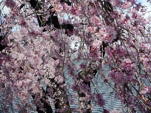 2019年の「花見」(1)_f0197754_01421093.jpg