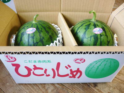 熊本産!夢スイカ 大玉スイカ『春のだんらん』出荷スタートします!熊本のスイカの旬は4~6月です!!_a0254656_16354777.jpg