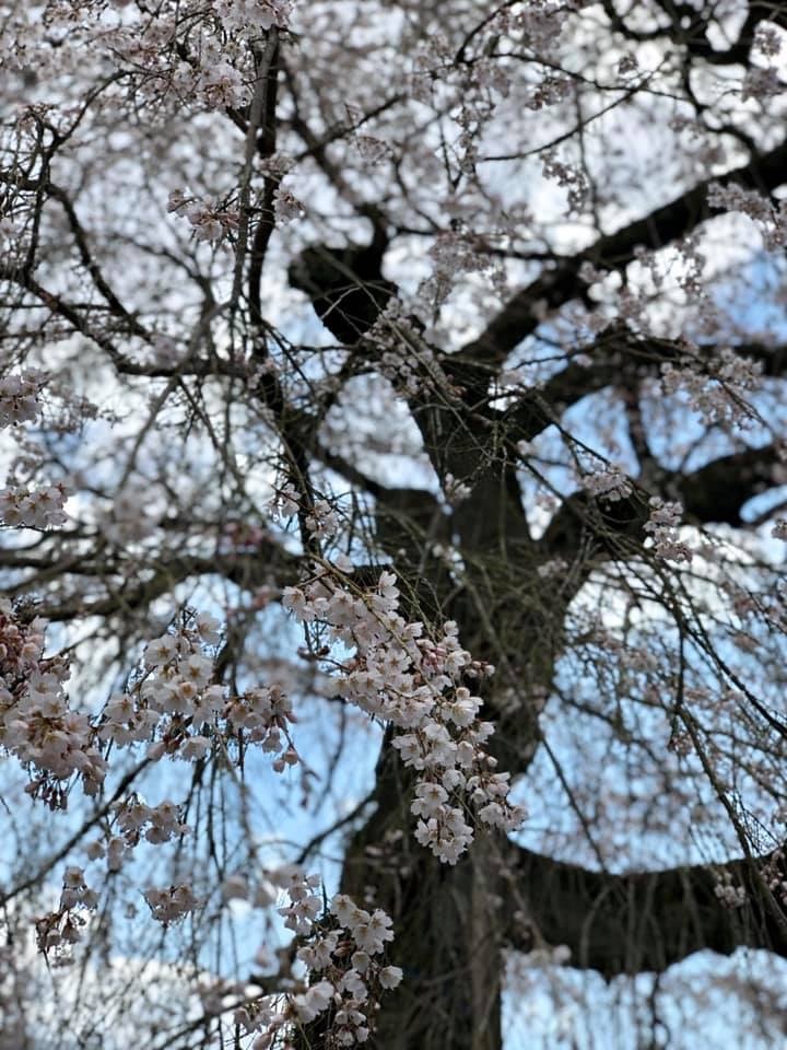 大糸桜が咲いていた事よりも・・・_c0214359_22151447.jpg