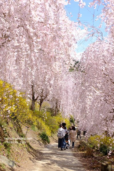 桜色の山_b0402360_11064157.jpg