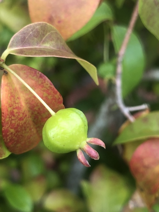 フトモモ科の植物 写真と短い文章 ５