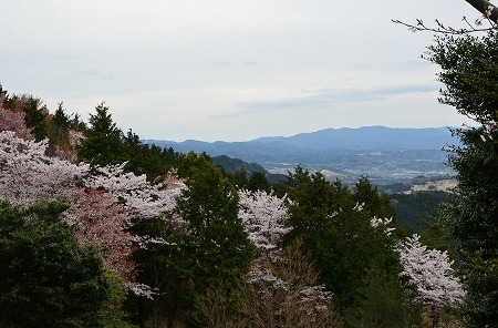 二上山雌岳の桜 岩屋史跡 19 Yukoの花の部屋 二上山雌岳の桜 岩屋史跡 19 Yukoの花の部屋