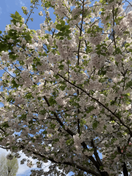 b0228966_16200460.gif