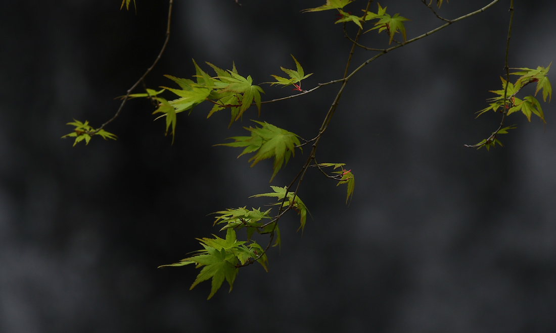 花筏〜 故郷_f0053272_22291651.jpg