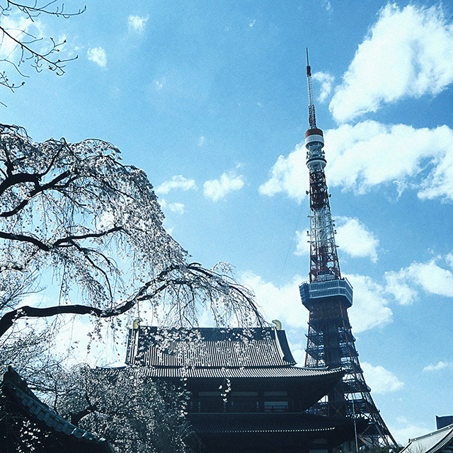 刹那な季節到来　平成最後のしだれ桜　芝増上寺　19.03.24 14:10_d0367875_20202751.jpg