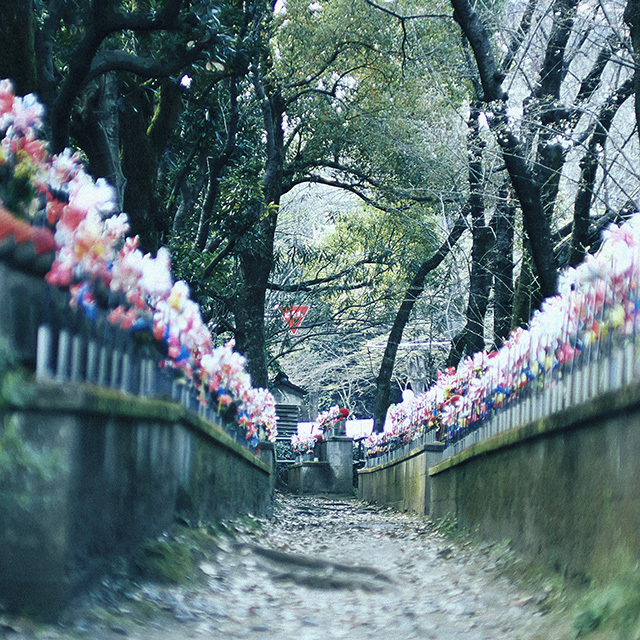 刹那な季節到来　平成最後のしだれ桜　芝増上寺　19.03.24 14:10_d0367875_20203755.jpg