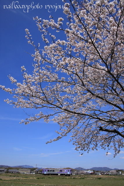 美しき桜咲く景色を播但線・北条鉄道に求めて～2019年4月～その6_e0358678_18074780.jpg